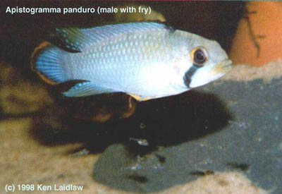 Apistogramma panduro